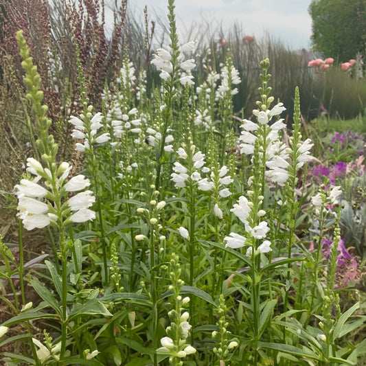 Physostegia virginiana 'Miss Manners'