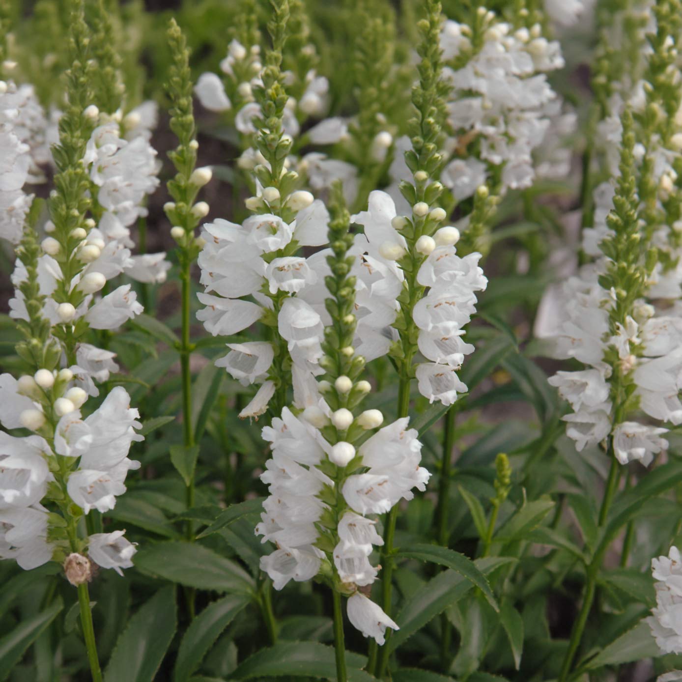 Physostegia virginiana 'Miss Manners'