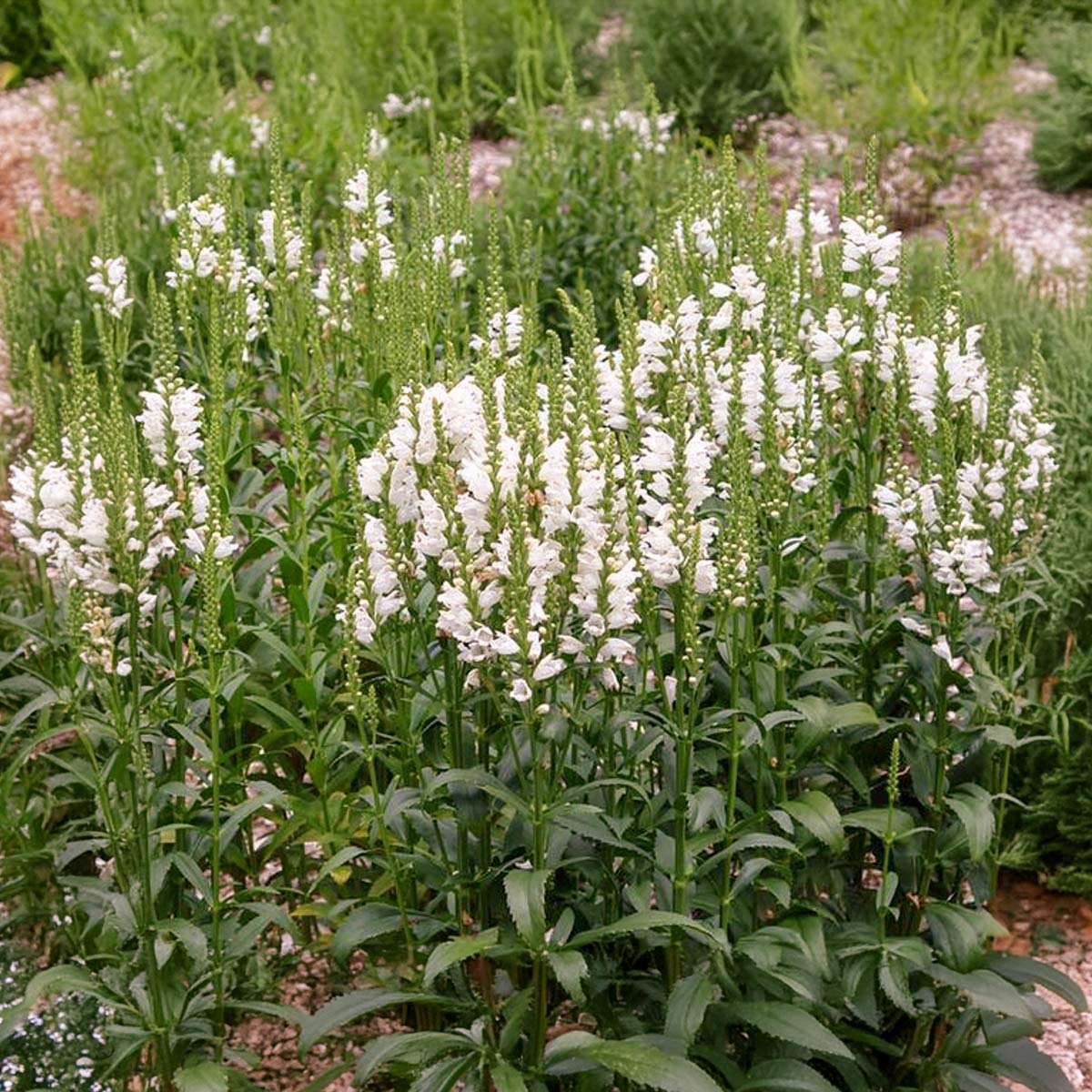 Physostegia virginiana 'Miss Manners'