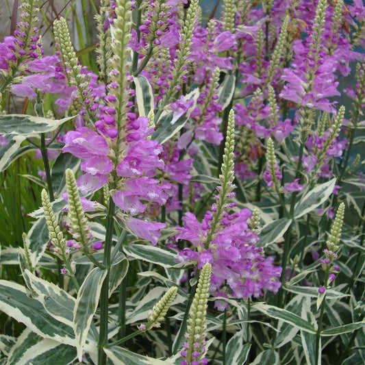 Physostegia virginiana 'Variegata'