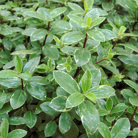 Pittosporum tenuifolium 'Silver Ball'