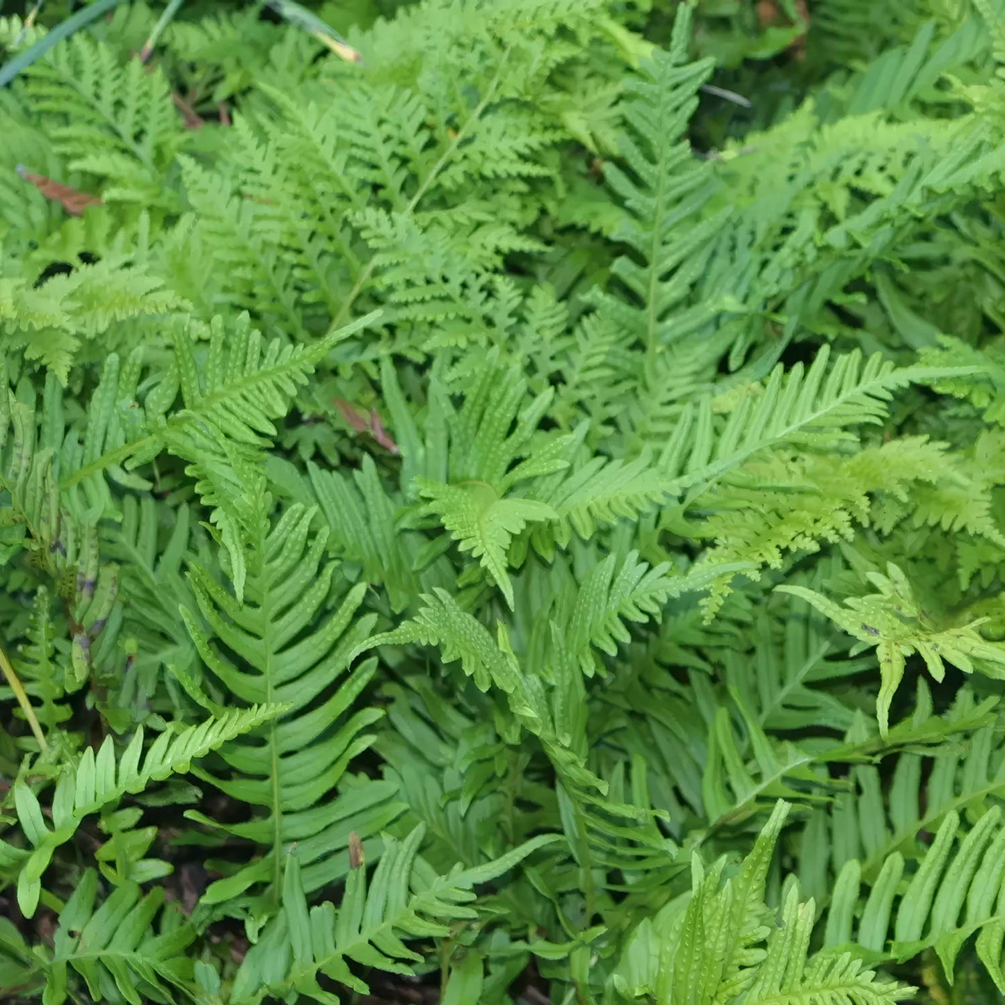 Polypodium 'Whitley Giant'