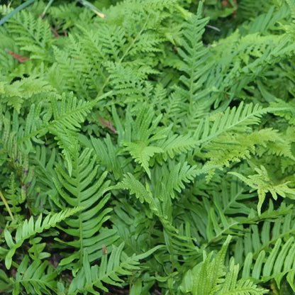Polypodium 'Whitley Giant'