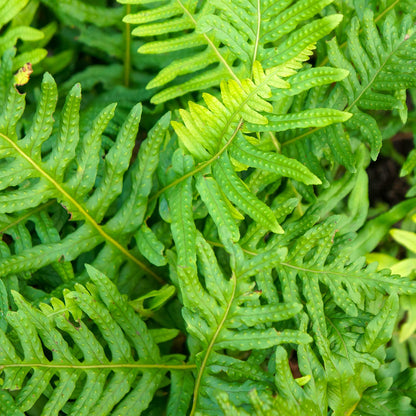 Polypodium 'Whitley Giant'