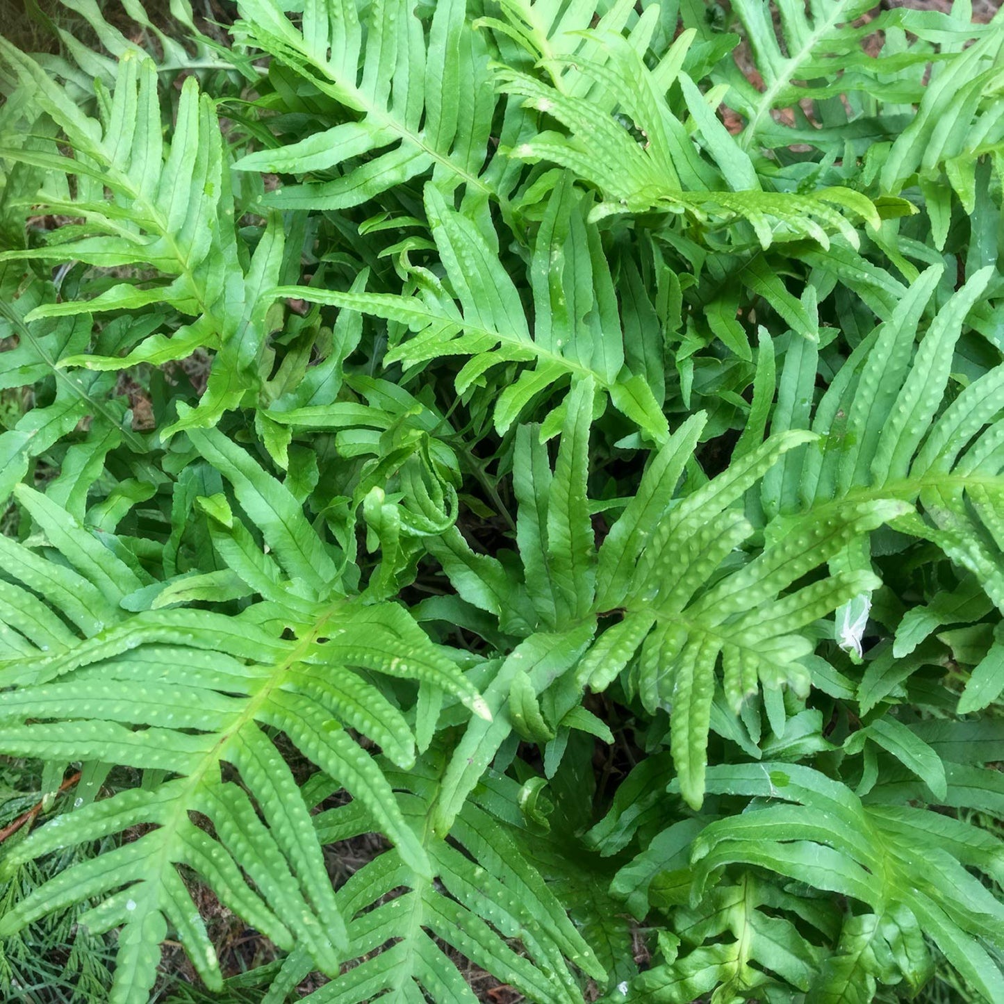 Polypodium 'Whitley Giant'