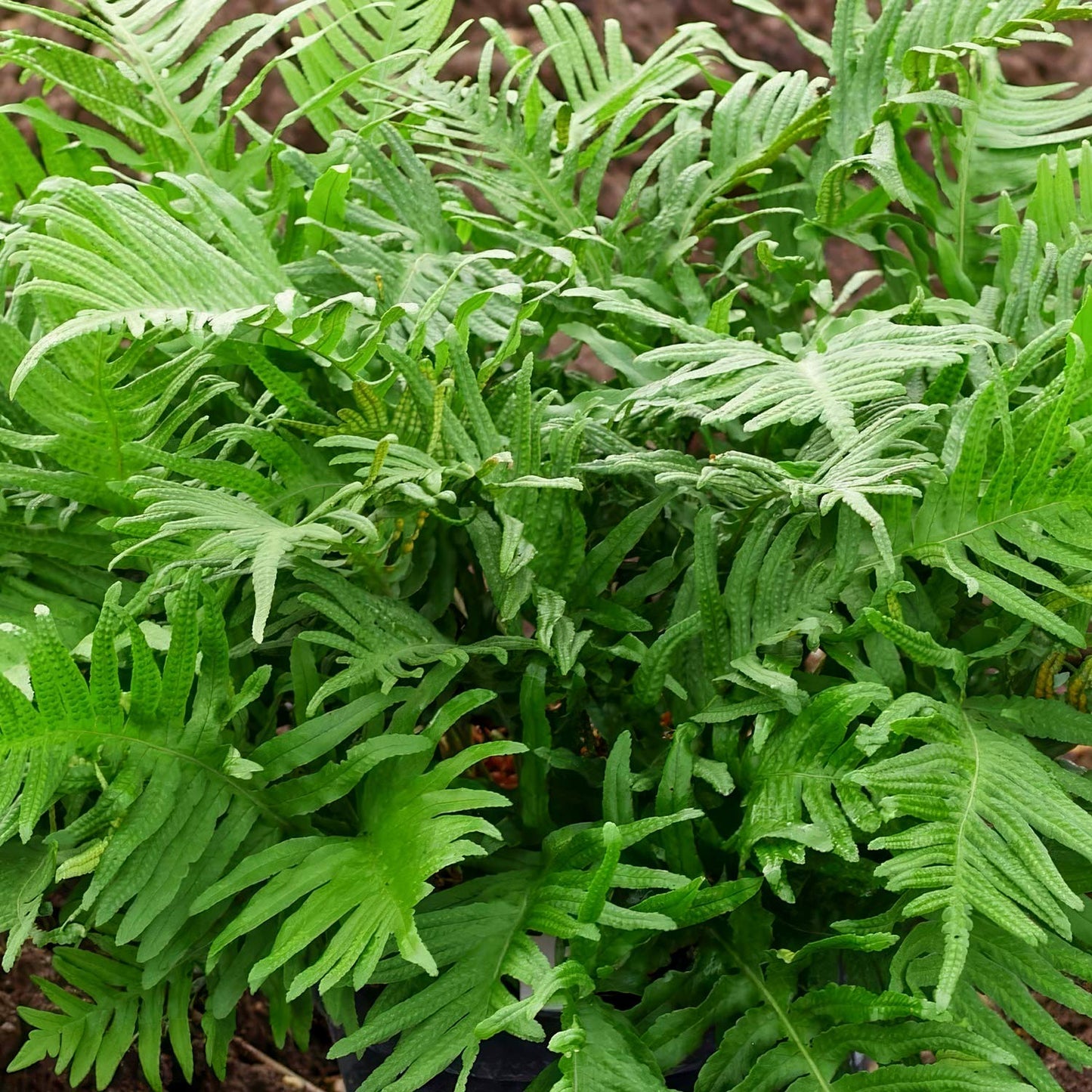 Polypodium 'Whitley Giant'