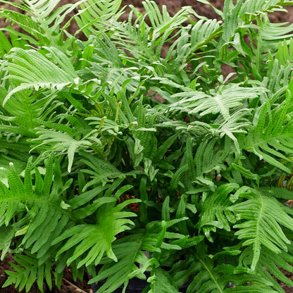 Polypodium 'Whitley Giant'