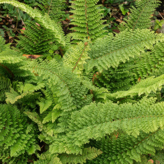 Polystichum setiferum 'Plumosum Densum'