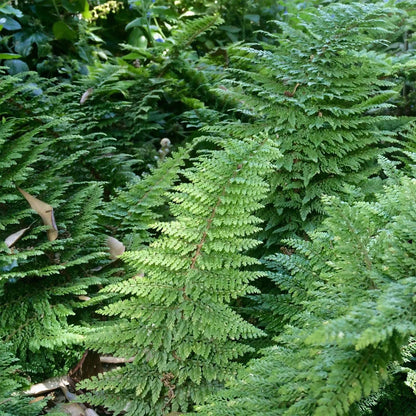 Polystichum setiferum 'Plumosum Densum'