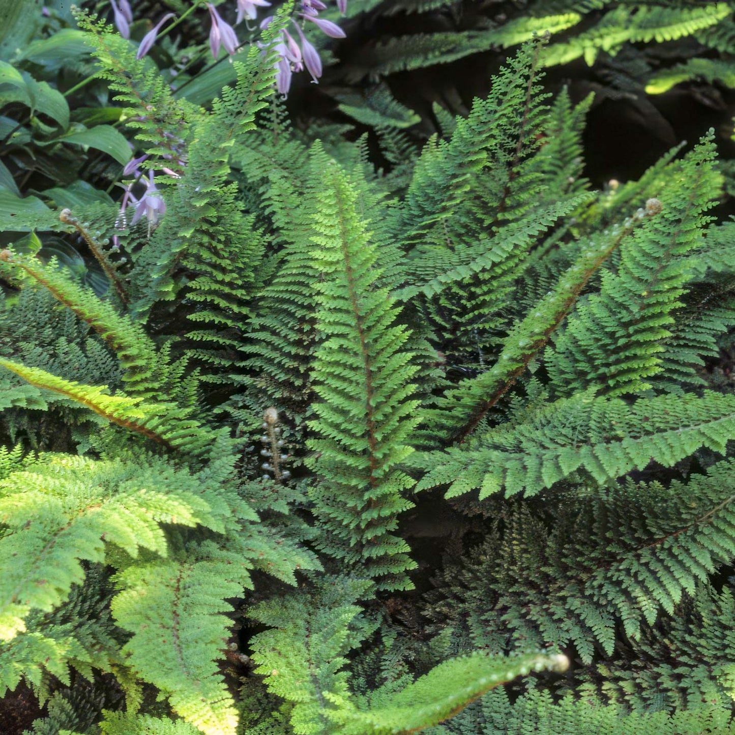 Polystichum setiferum 'Plumosum Densum'