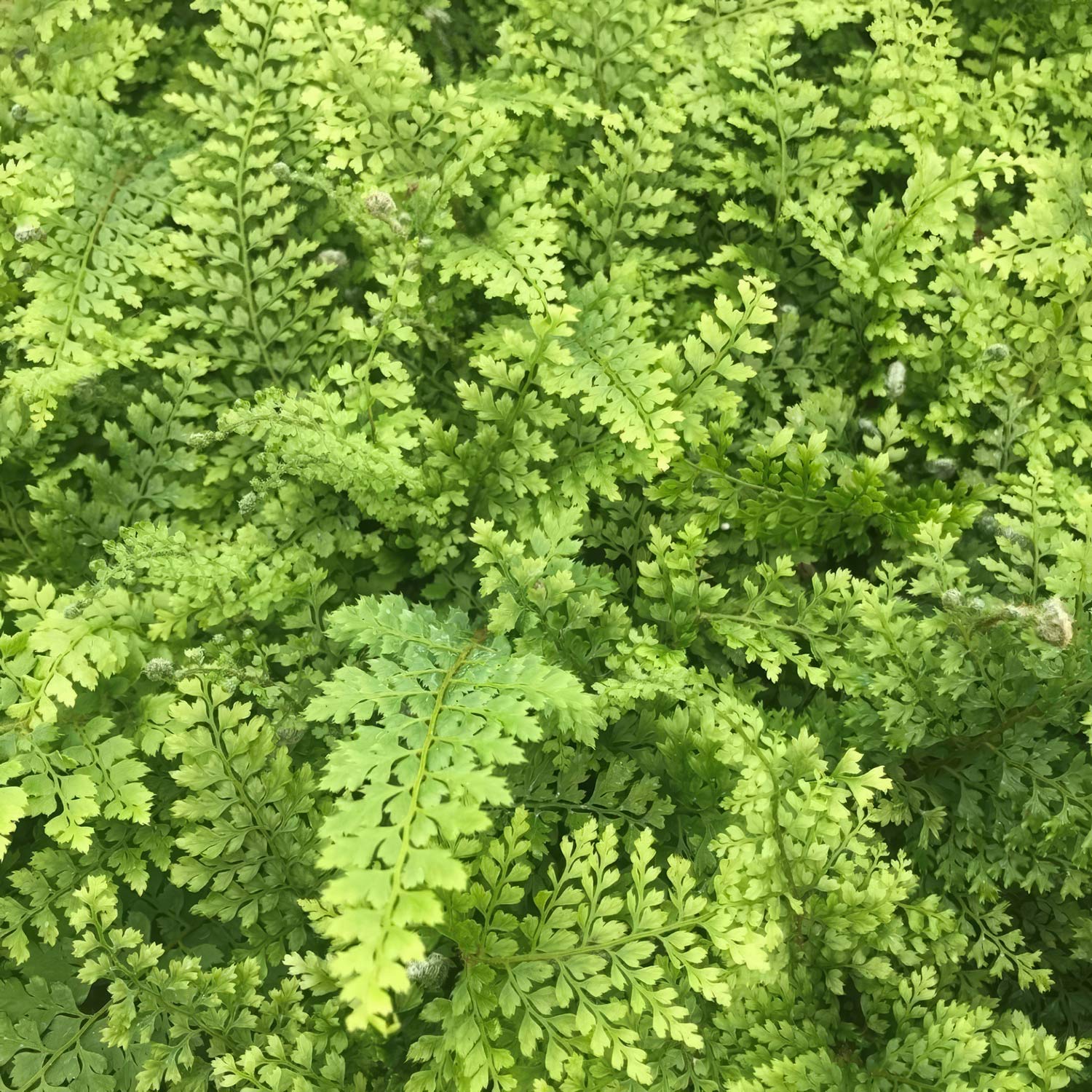 Polystichum setiferum 'Plumosum Densum'