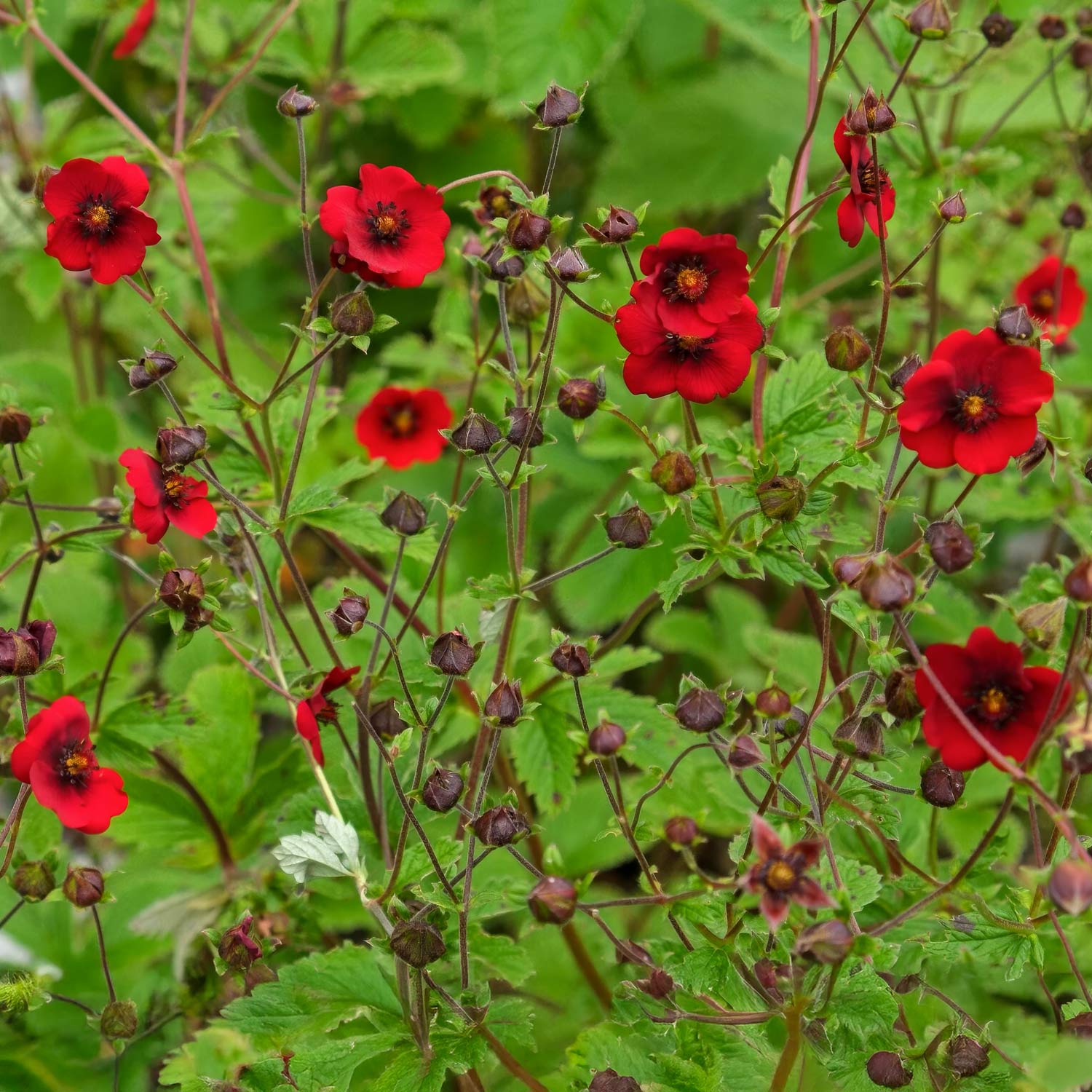 Potentilla atrosanguinea var. argyrophylla 'Scarlet Starlit'