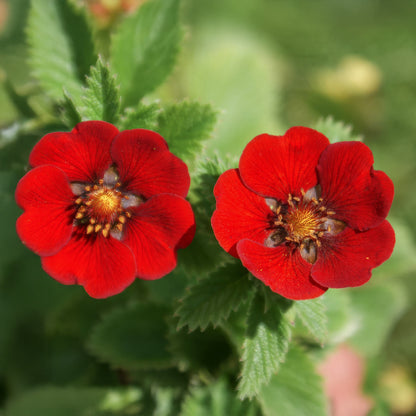 Potentilla atrosanguinea var. argyrophylla 'Scarlet Starlit'