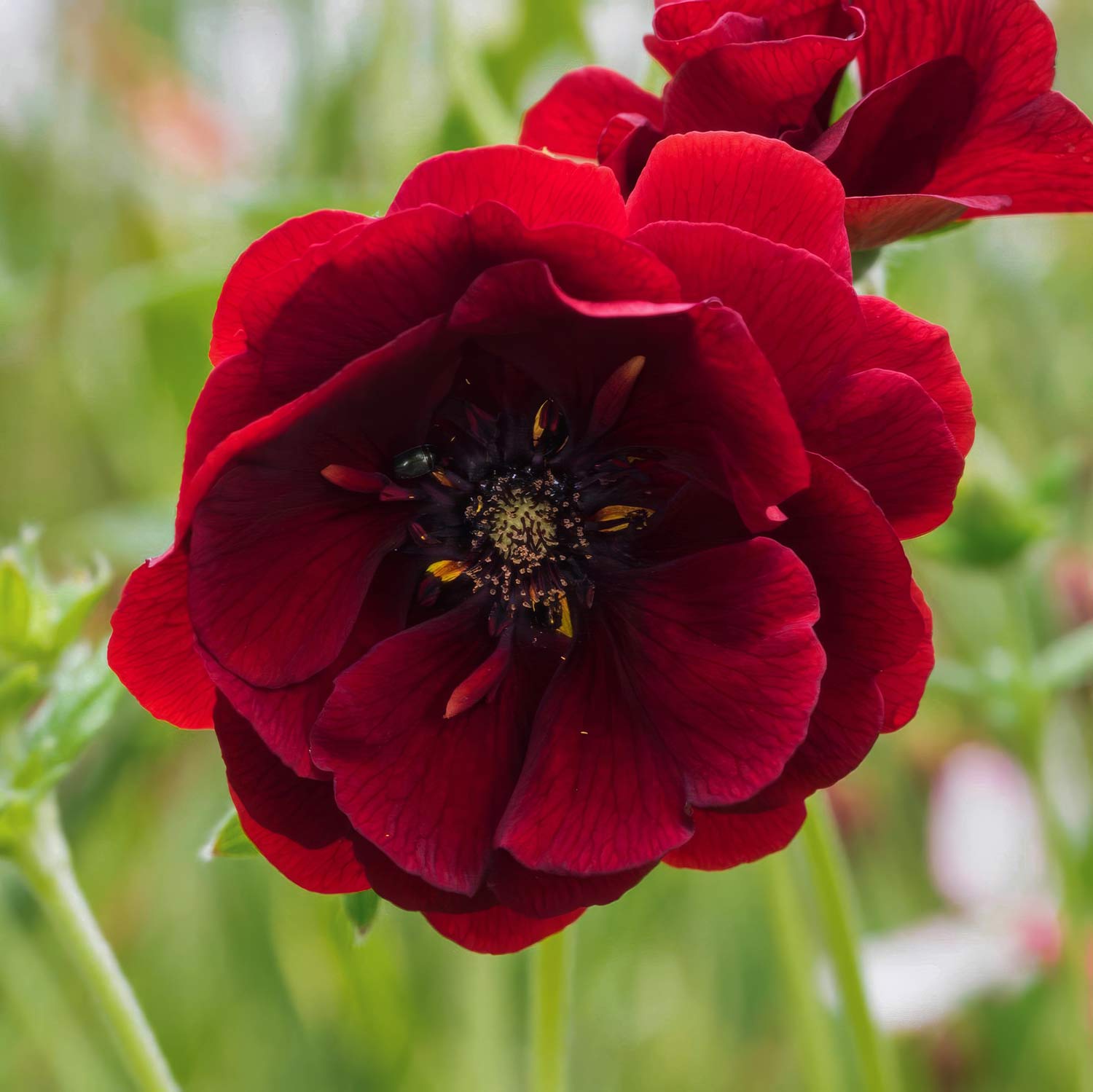 Potentilla 'Flambeau'