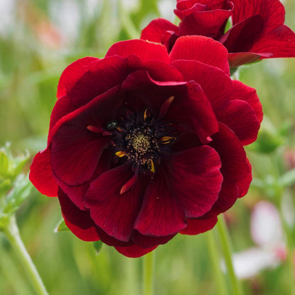 Potentilla 'Flambeau'
