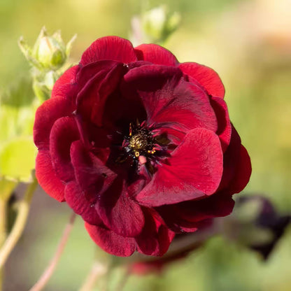 Potentilla 'Flambeau'