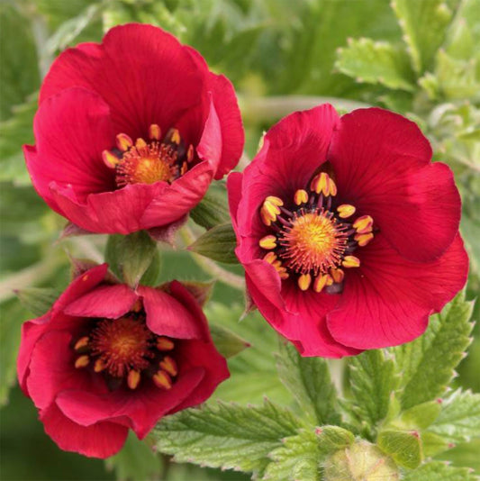 Potentilla 'Flamenco'