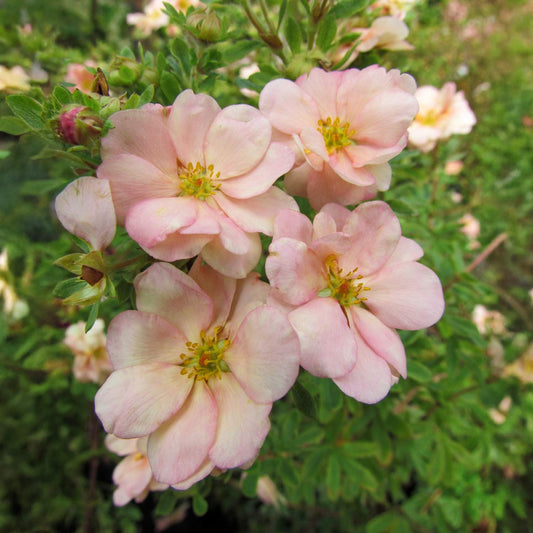 Potentilla fruticosa 'Double Punch Pastel'