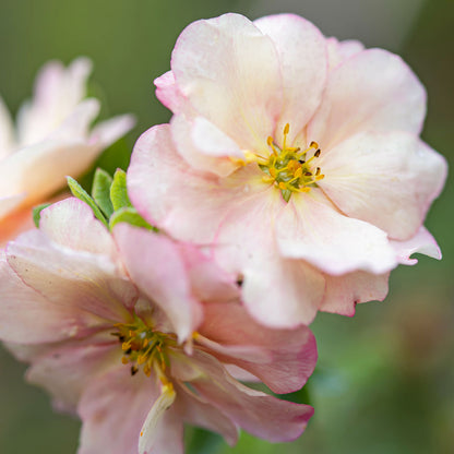 Potentilla fruticosa 'Double Punch Pastel'