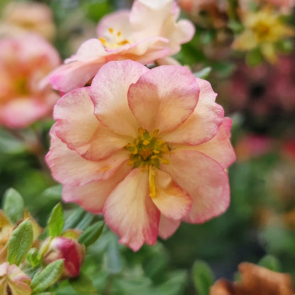Potentilla fruticosa 'Double Punch Pastel'