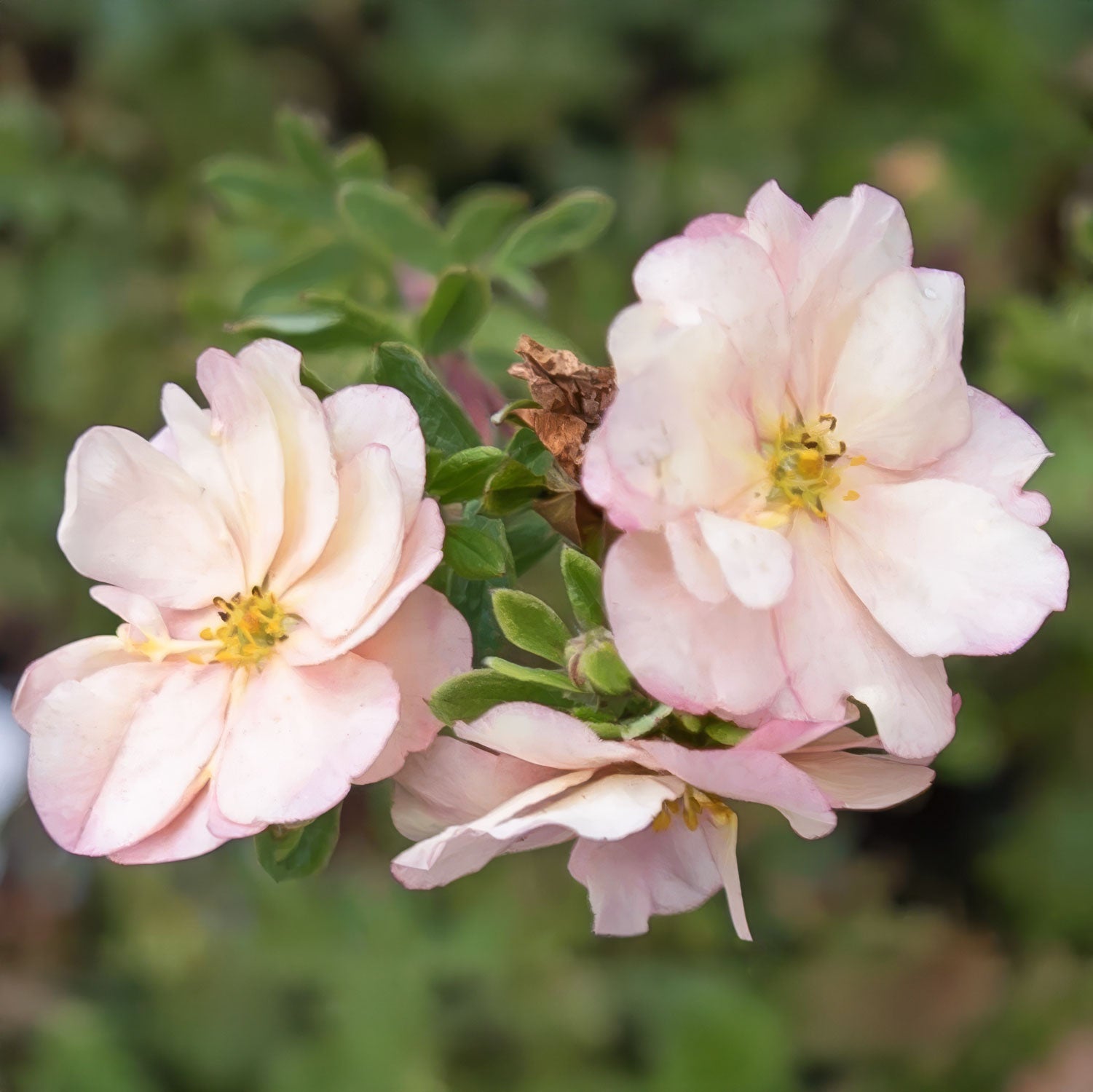 Potentilla fruticosa 'Double Punch Pastel'