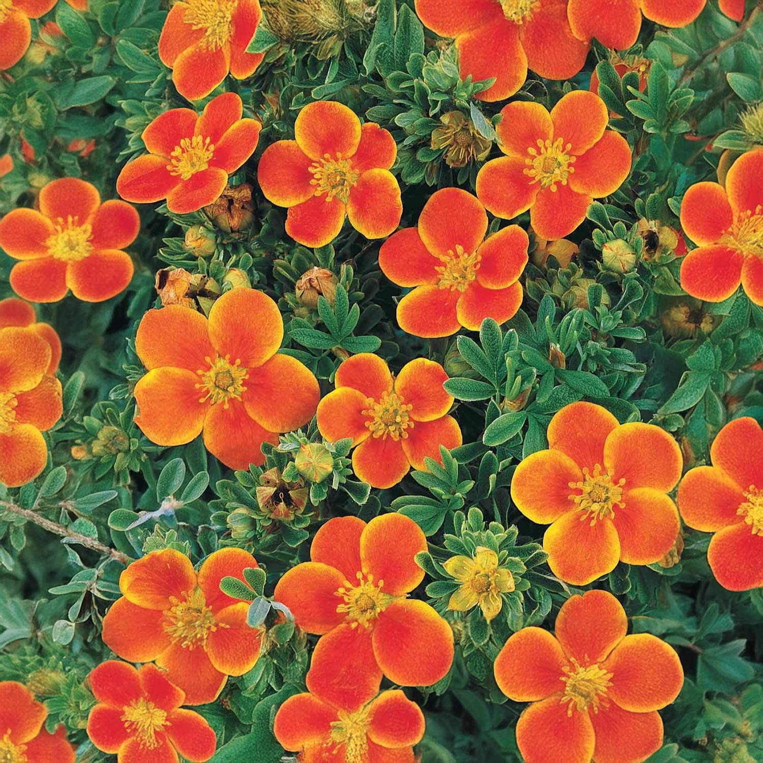 Potentilla fruticosa 'Hopleys Orange' – Barnsdale Gardens