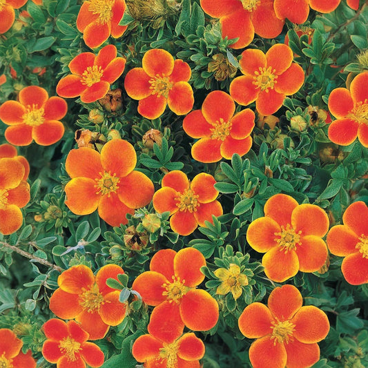 Potentilla fruticosa 'Hopleys Orange'