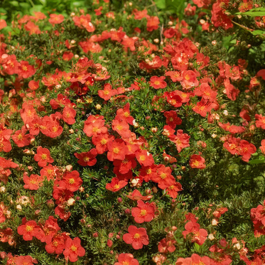 Potentilla fruticosa 'Red Ace'