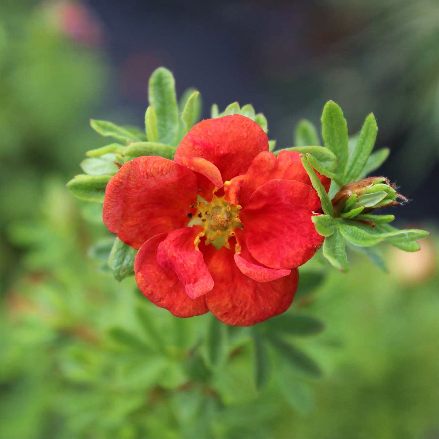 Potentilla fruticosa 'Red Ace'