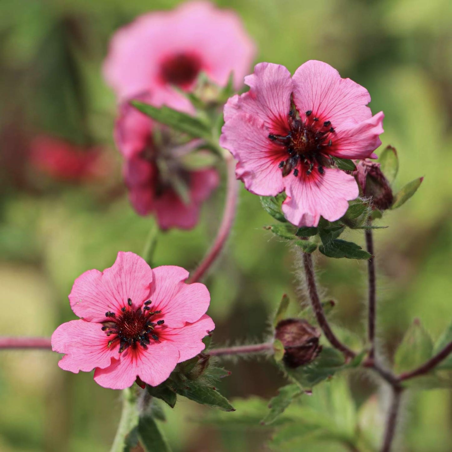 Potentilla nepalensis 'Miss Willmott'
