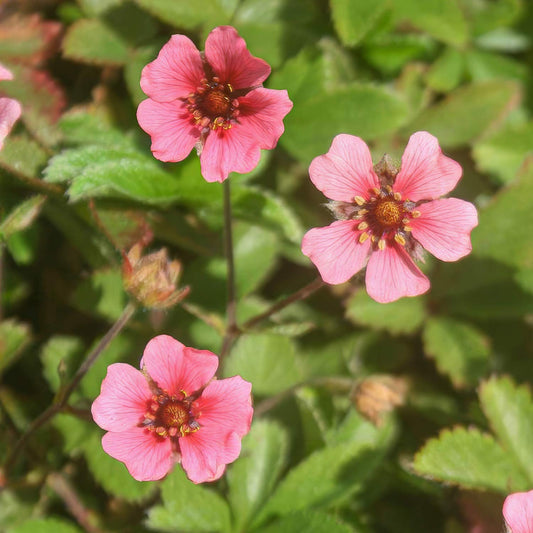 Potentilla nepalensis 'Shogran'