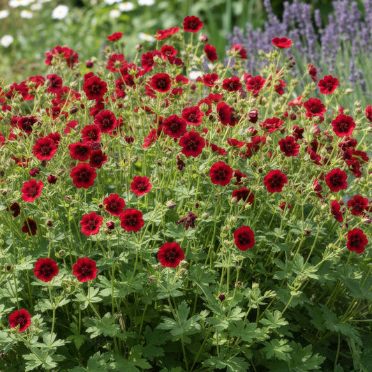 Potentilla thurberi 'Monarch's Velvet'.
