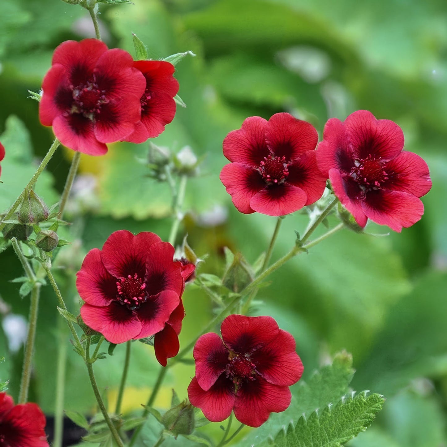 Potentilla thurberi 'Monarch's Velvet'. Close-up of red flowers with green leaves on a blurred natural background