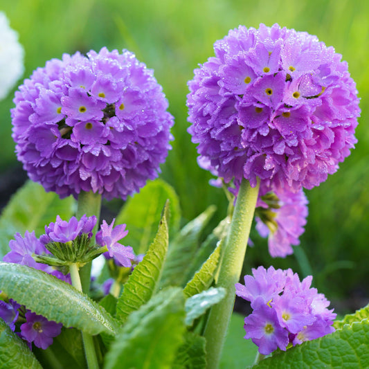 Primula denticulata | Drumstick Primula