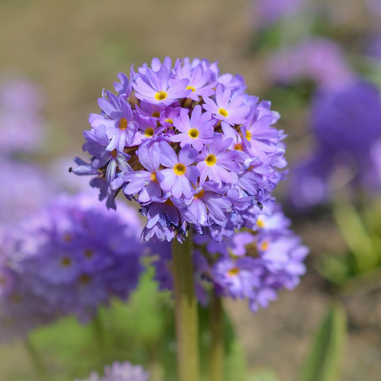 Primula denticulata | Drumstick Primula. Close-up of a cluster of purple flowers with yellow centers.