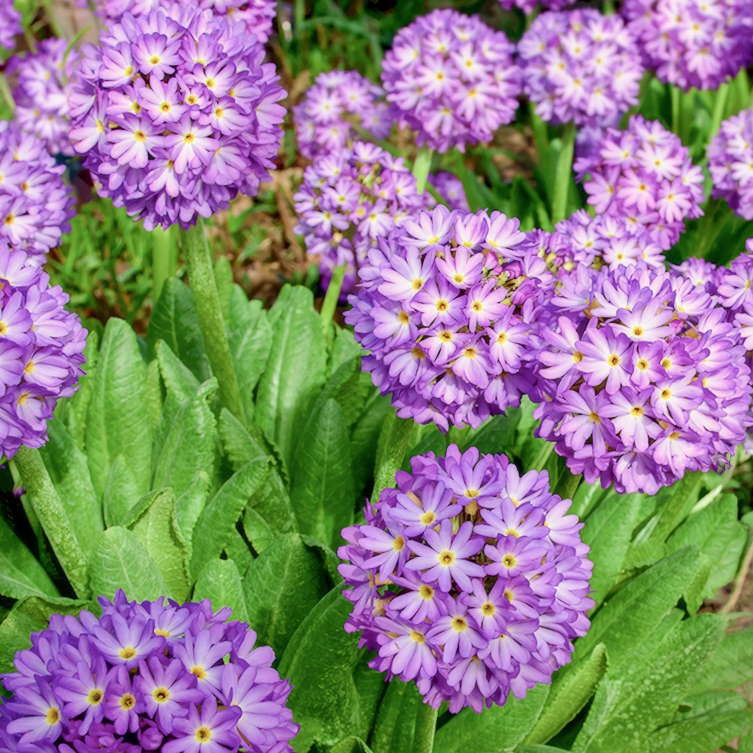 Primula denticulata | Drumstick Primula. Close-up of purple flowers with green leaves