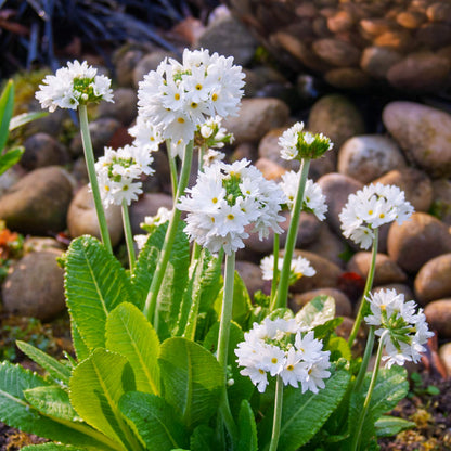 Primula denticulata 'Alba'
