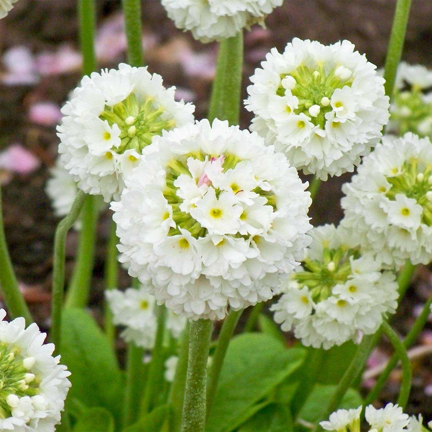 Primula denticulata 'Alba'