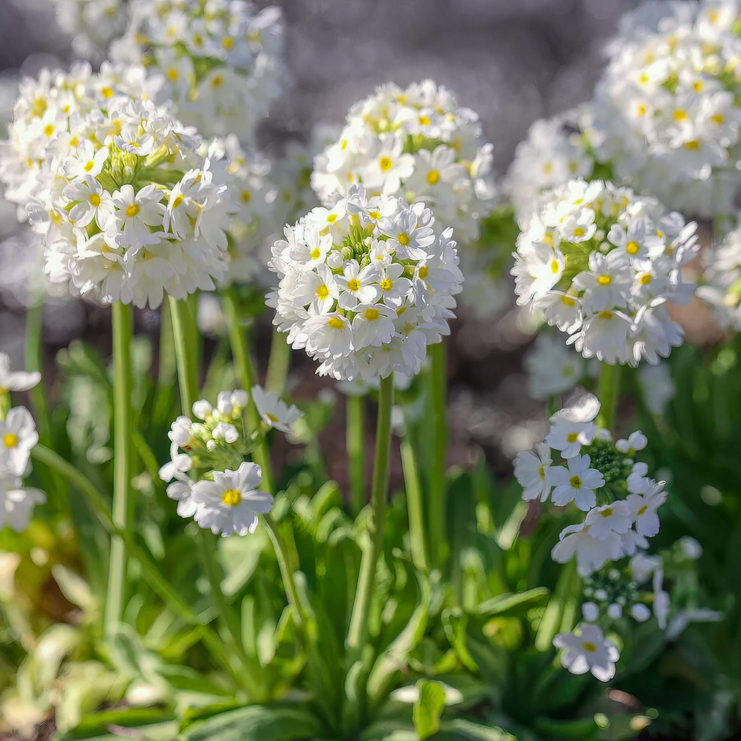Primula denticulata 'Alba'