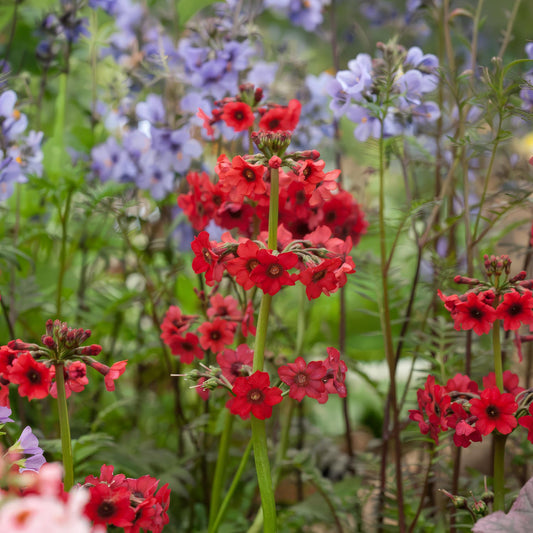 Primula japonica ‘Miller's Crimson'