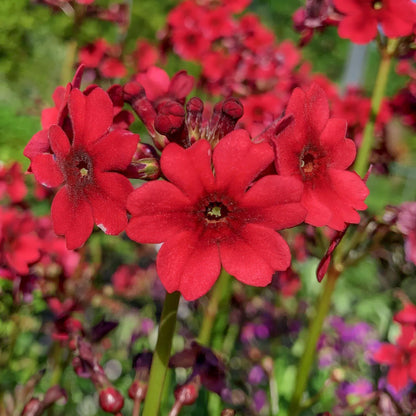 Primula japonica ‘Miller's Crimson'