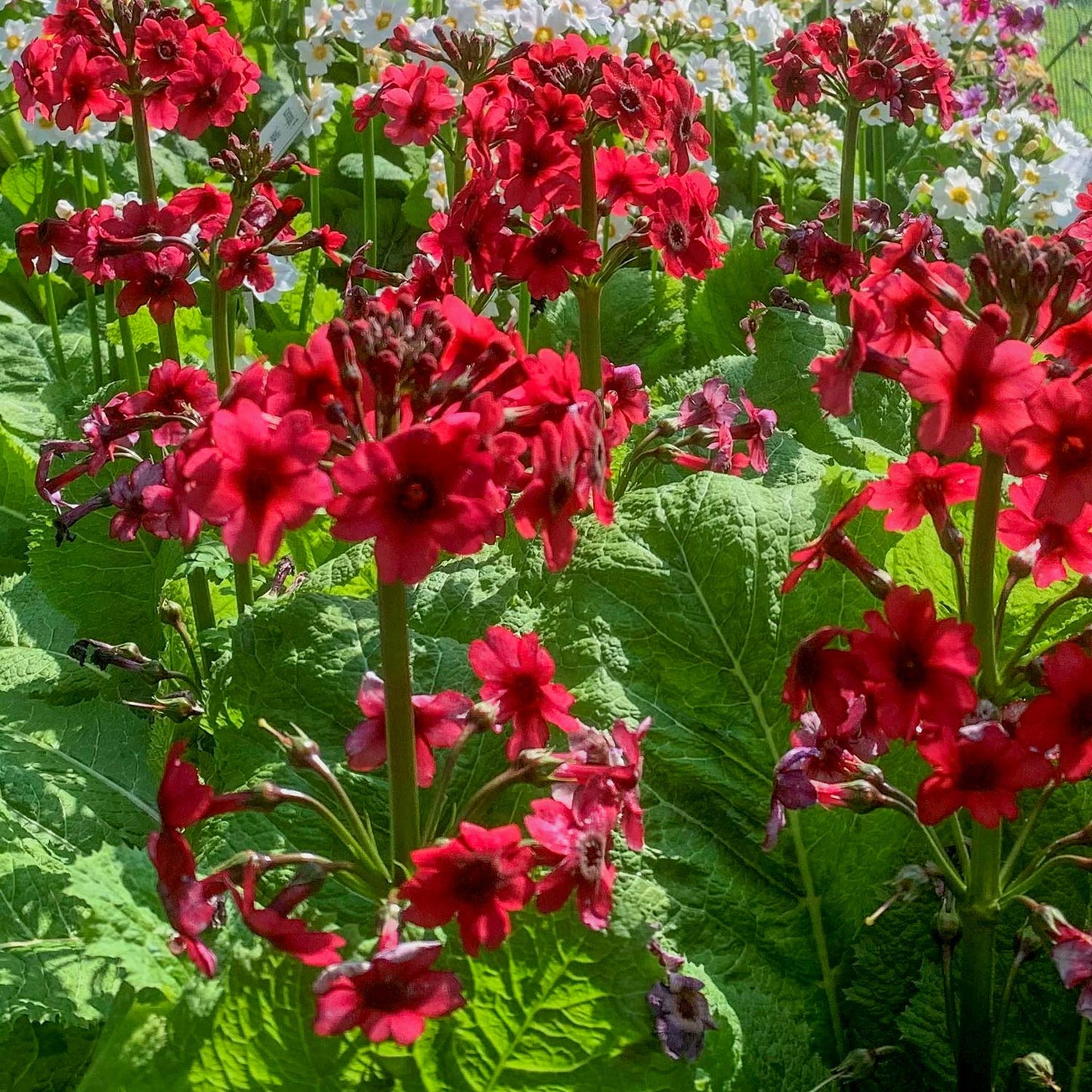 Primula japonica ‘Miller's Crimson'