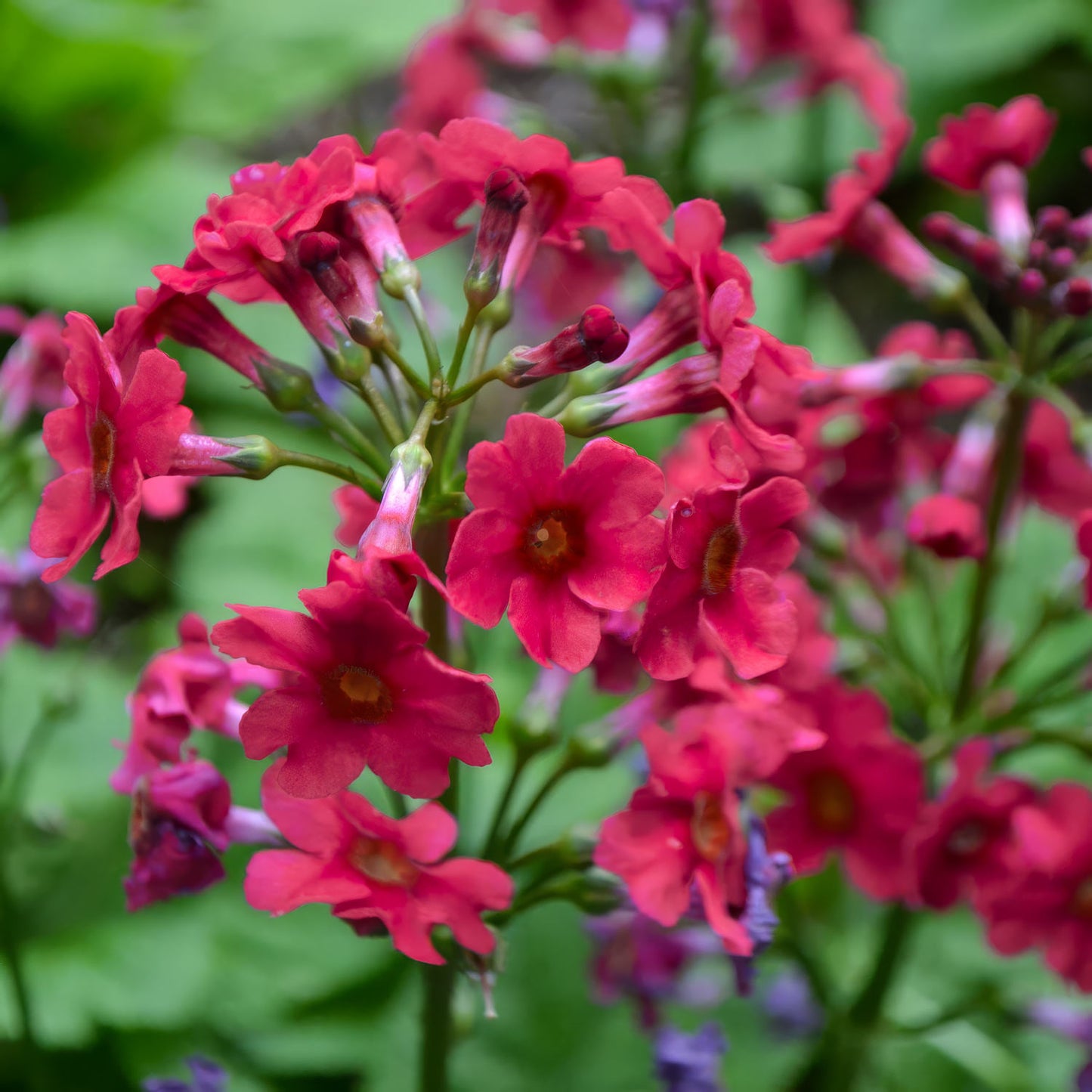Primula japonica ‘Miller's Crimson'