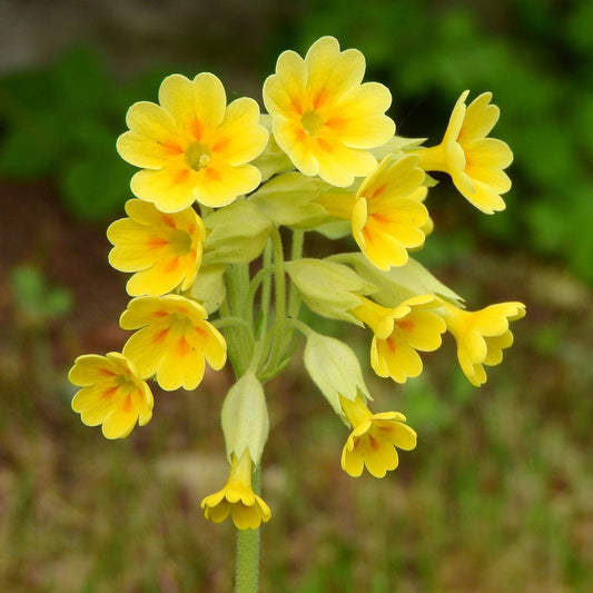 Primula veris