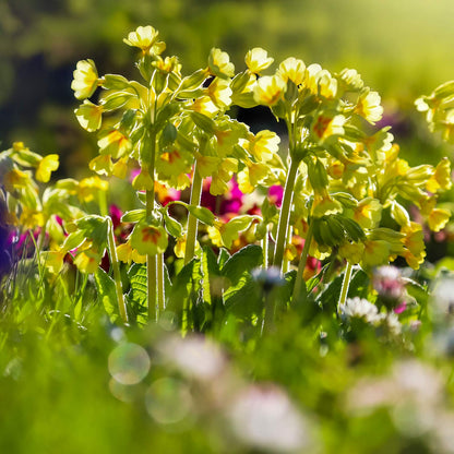 Primula veris