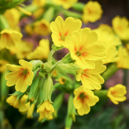 Primula veris