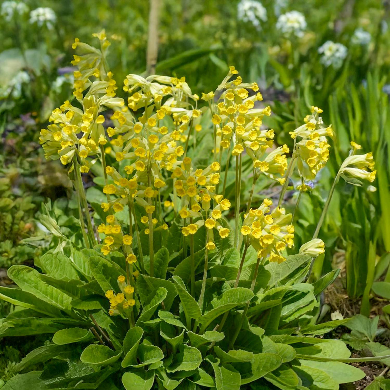 Primula veris