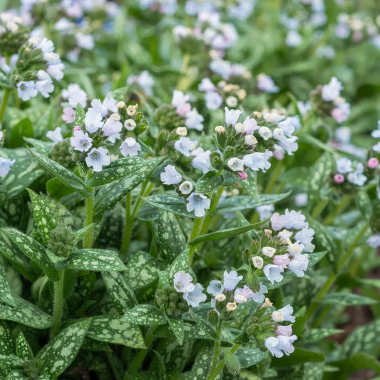 Pulmonaria 'Opal'