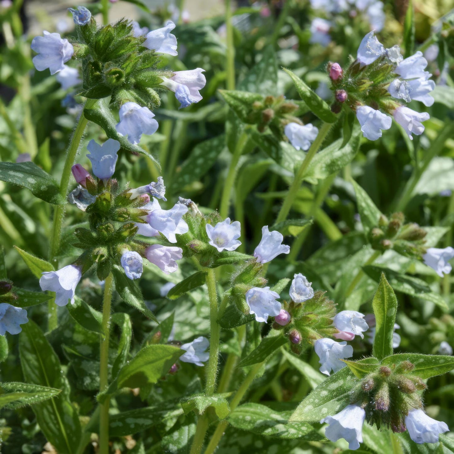 Pulmonaria 'Opal'