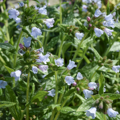 Pulmonaria 'Opal'